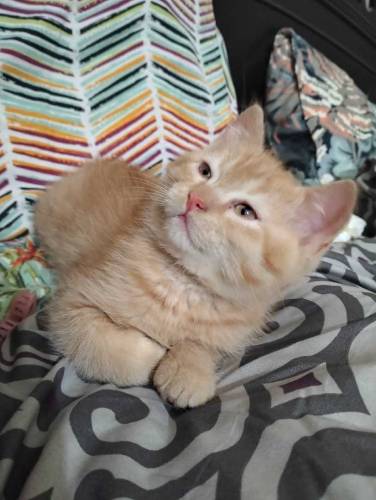 Semi persian kittens pair