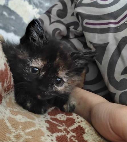 Semi persian kittens pair