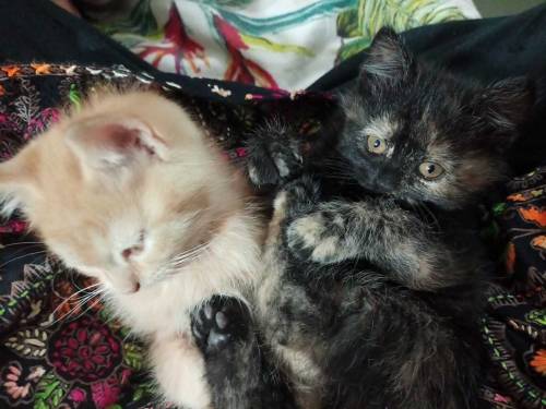 Semi persian kittens pair