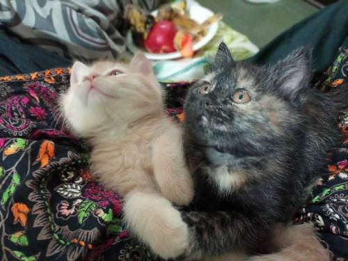 Semi persian kittens pair