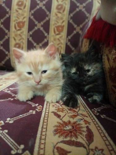 Semi persian kittens pair