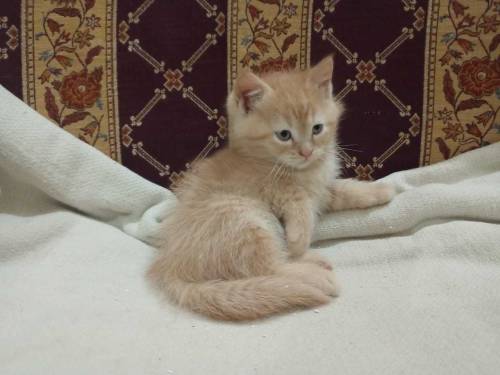 Semi persian kittens pair