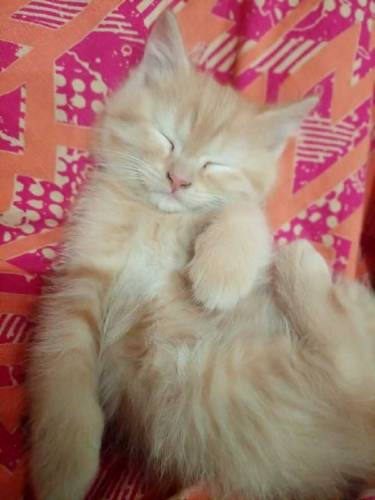 Semi persian kittens pair