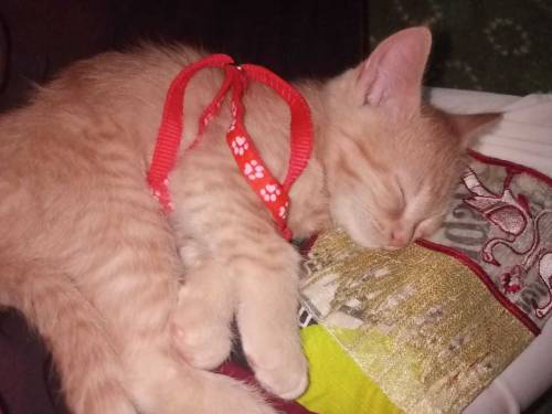 Semi persian kittens pair