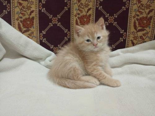 Semi persian kittens pair