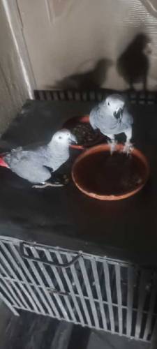 African Grey Parrot Pair for sale