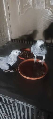 African Grey Parrot Pair for sale