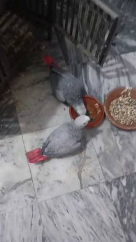 African Grey Parrot Pair for sale