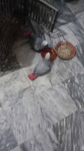 African Grey Parrot Pair for sale