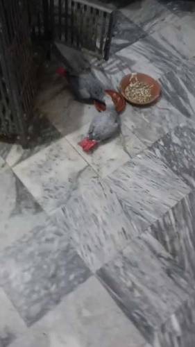 African Grey Parrot Pair for sale