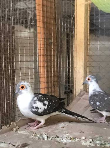 daimand paid dove