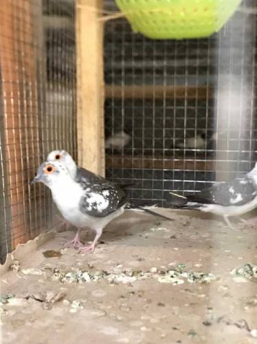daimand paid dove