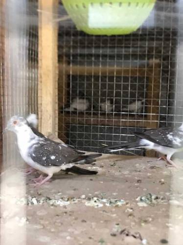 daimand paid dove