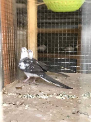 daimand paid dove