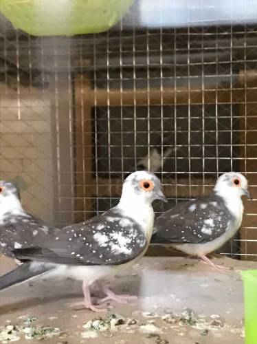 daimand paid dove