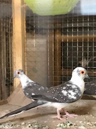 daimand paid dove