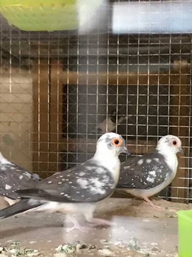 daimand paid dove