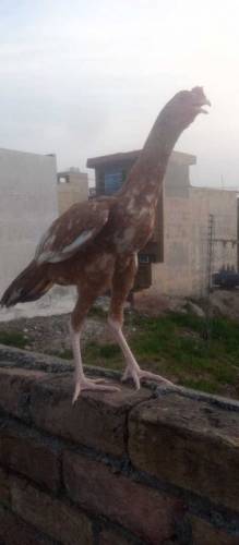 Aseel