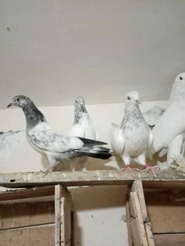 fancy pigeons rawalpindi 