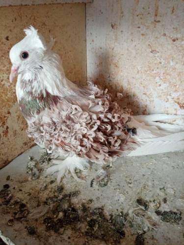 fancy pigeons rawalpindi 
