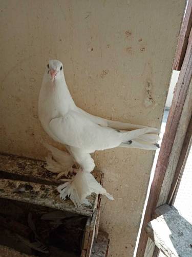 fancy pigeons rawalpindi 
