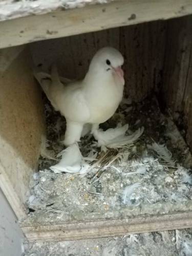 fancy pigeons rawalpindi 