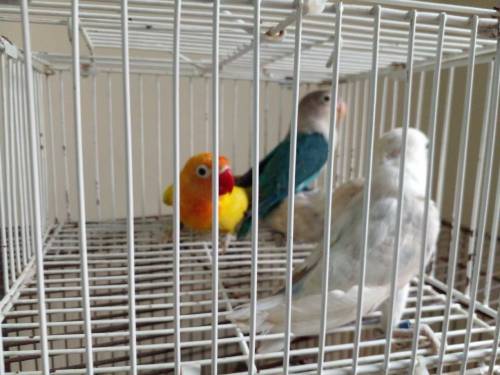 lovebirds mix