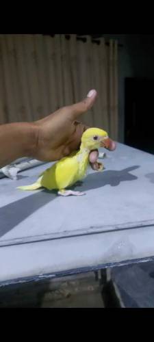 yellow ring neck hand feeding checks