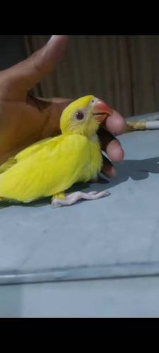 yellow ring neck hand feeding checks