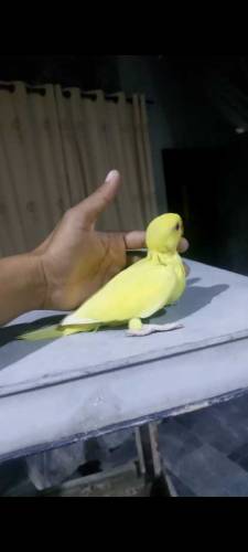 yellow ring neck hand feeding checks