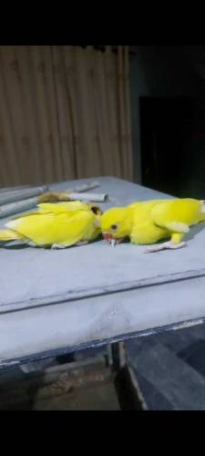 yellow ring neck hand feeding checks