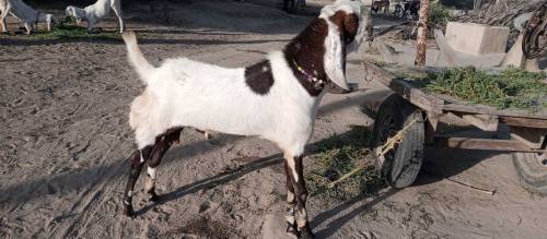 for sale
