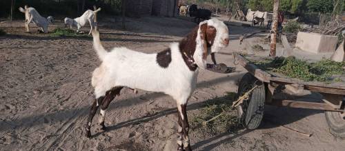 for sale