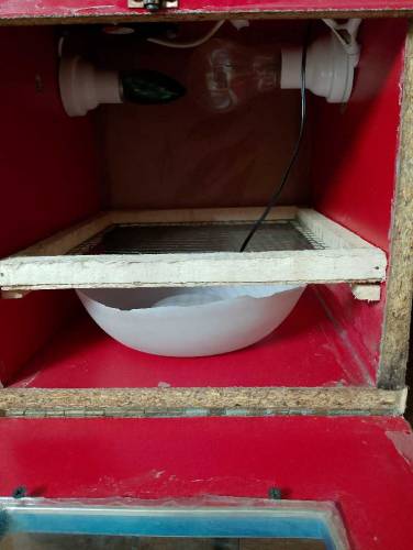 incubator for sale 