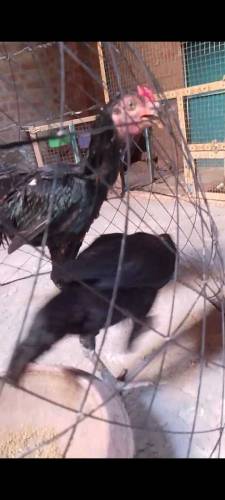 male shamo female Thai pure age 5 months