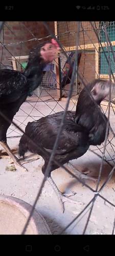 male shamo female Thai pure age 5 months