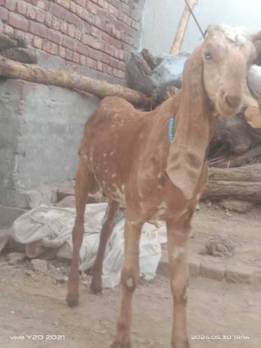 بھائی تین بکرے قربانی کے منہ سے چار چار دانت ہیں بہت ہی اچھے بکرے ہیں