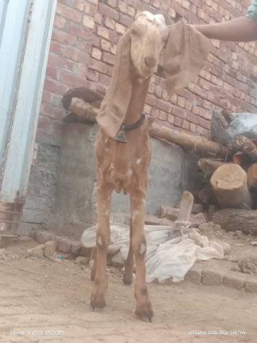 بھائی تین بکرے قربانی کے منہ سے چار چار دانت ہیں بہت ہی اچھے بکرے ہیں