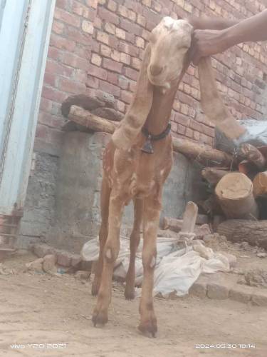 بھائی تین بکرے قربانی کے منہ سے چار چار دانت ہیں بہت ہی اچھے بکرے ہیں