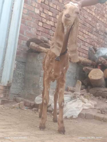 بھائی تین بکرے قربانی کے منہ سے چار چار دانت ہیں بہت ہی اچھے بکرے ہیں