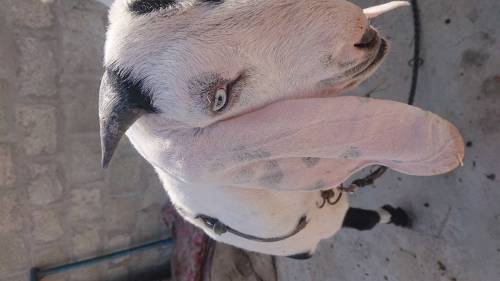 Punjabi bakra