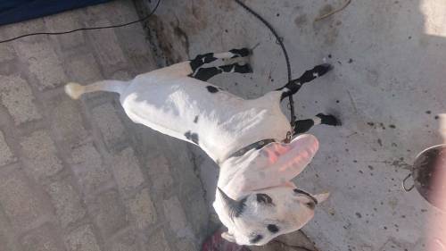 Punjabi bakra