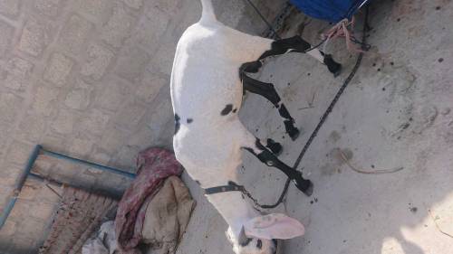 Punjabi bakra