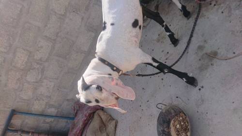 Punjabi bakra