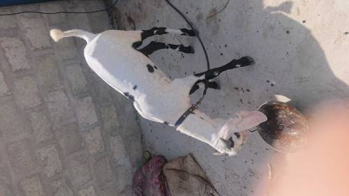 Punjabi bakra