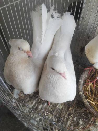 pigeon for sell