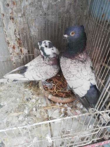 pigeon for sell