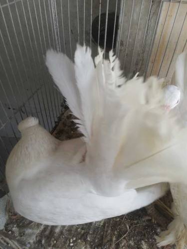 pigeon for sell