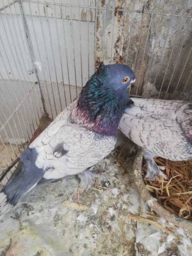 pigeon for sell