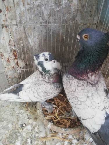 pigeon for sell